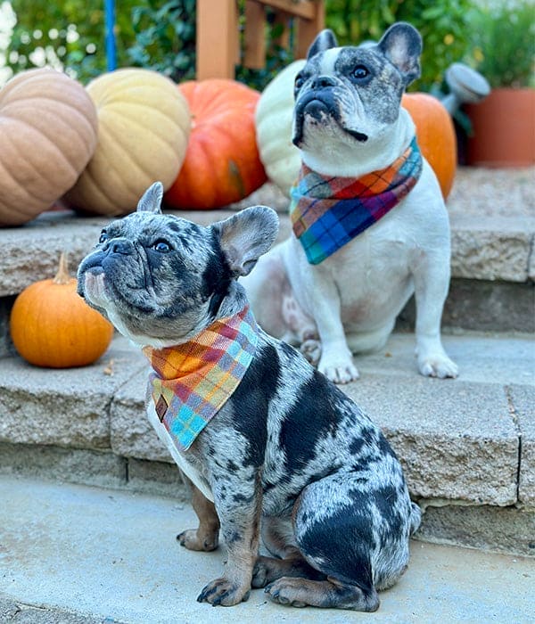 Apple Hill Dog Bandana