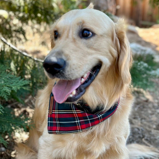 Nutcracker Tartan Dog Bandana