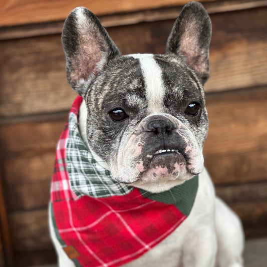 Holiday Madras Flannel Dog Bandana