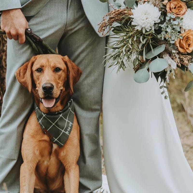 Linen Wedding Windowpane Dog Bandana