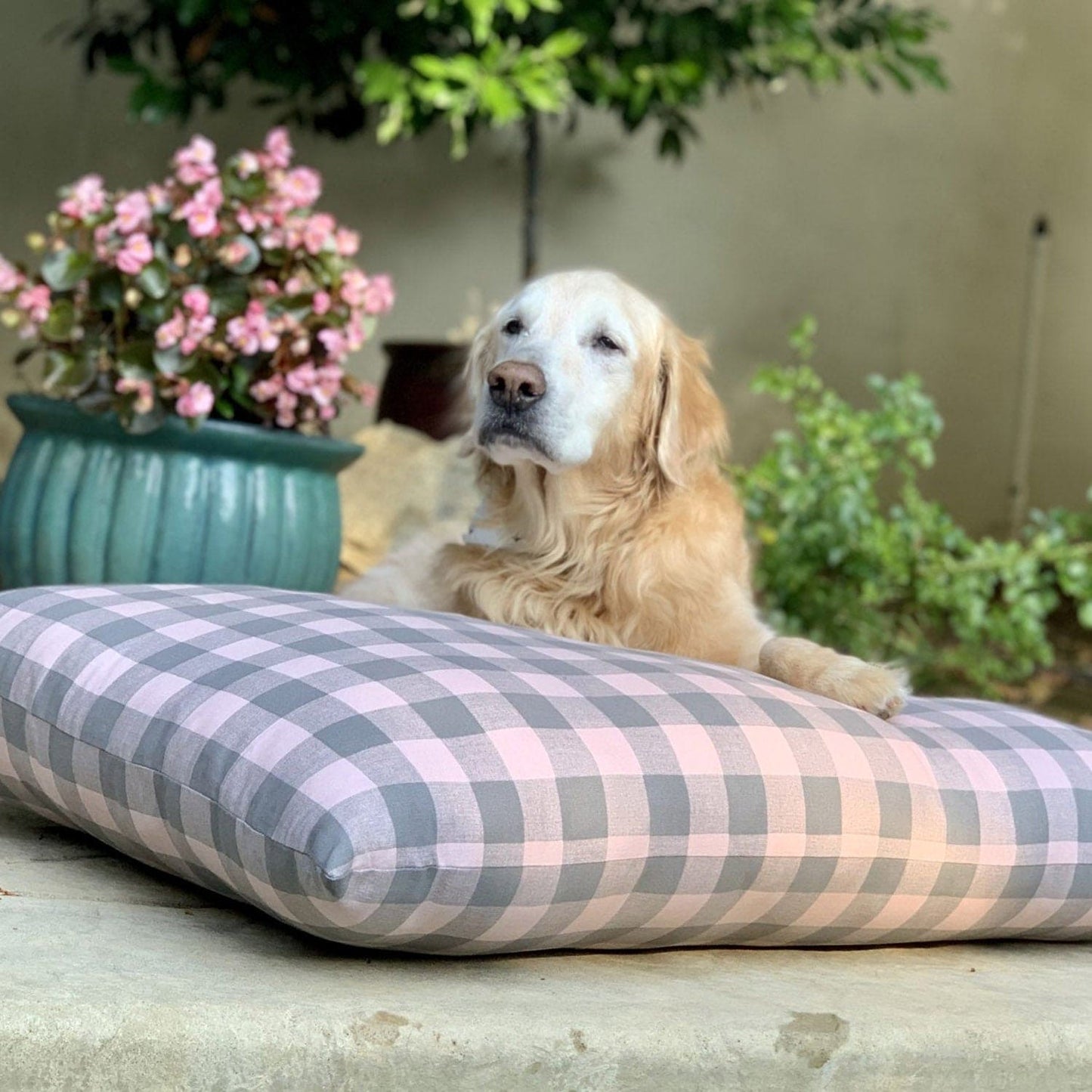 Golden Retriever lounging on a stylish blush and charcoal check dog bed