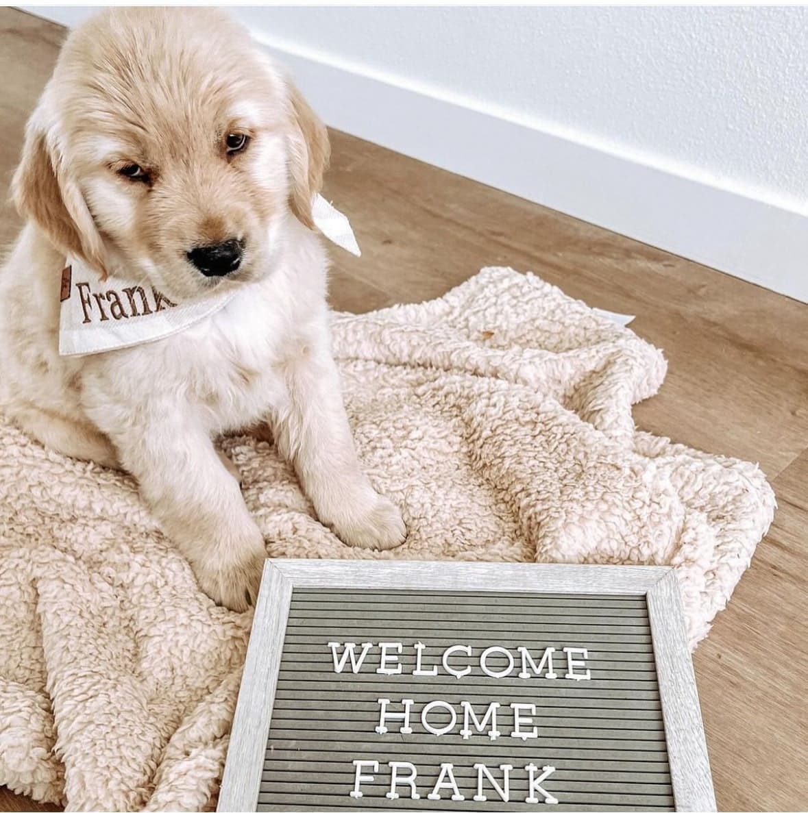 Orange Baby Brother Dog Bandana