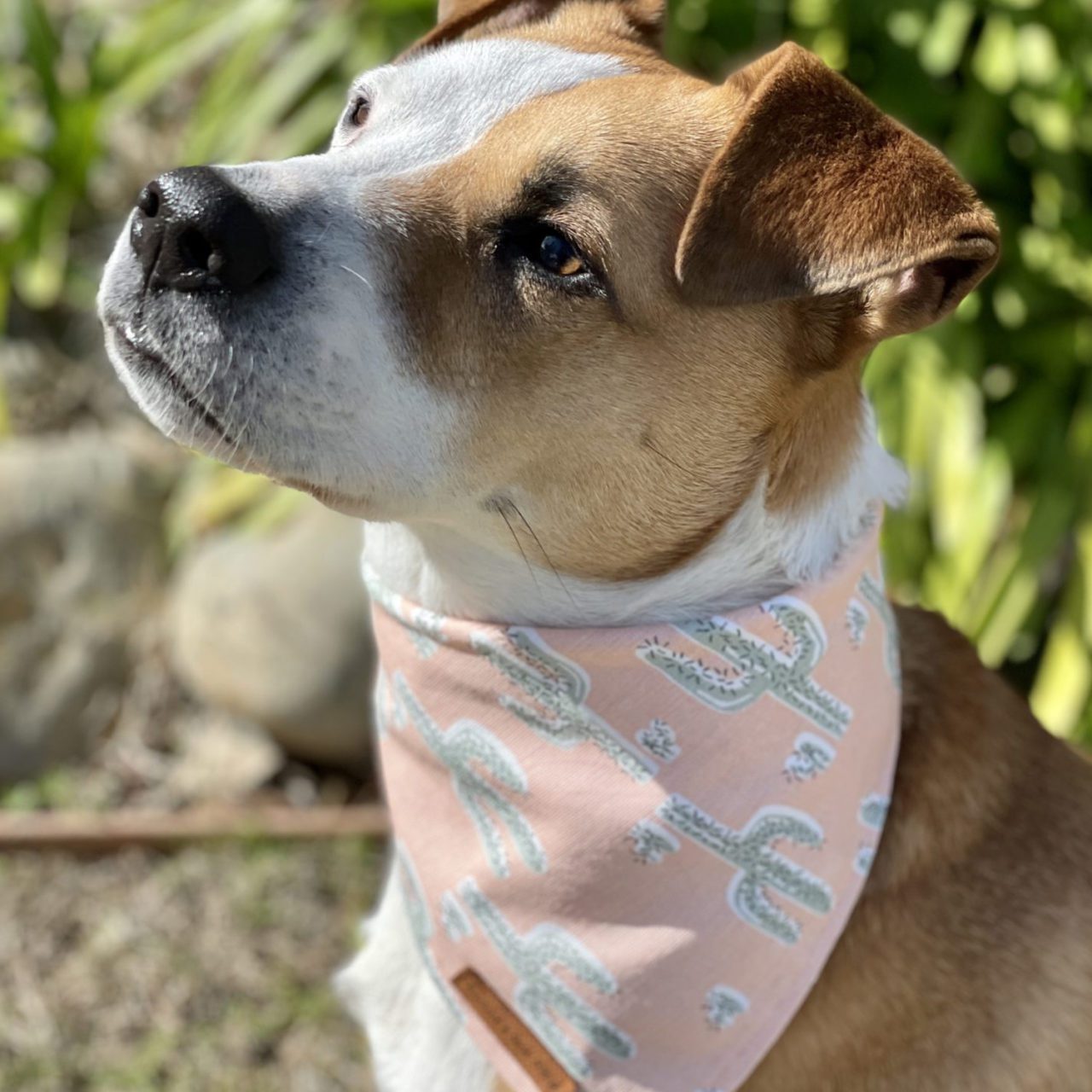 Pink cactus dog bandana