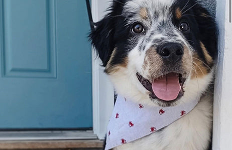 Blue crab pet bandana