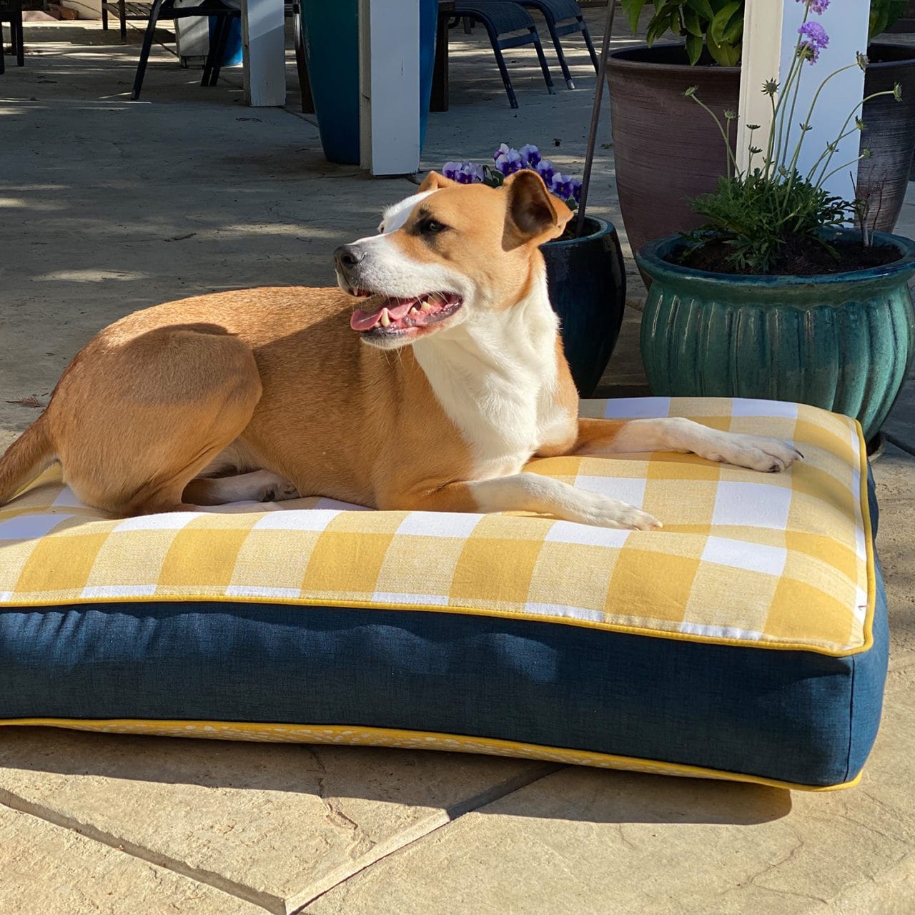 Blue and yellow mattress dog bed