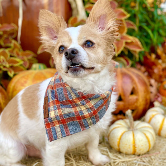 Orange blue pet bandana