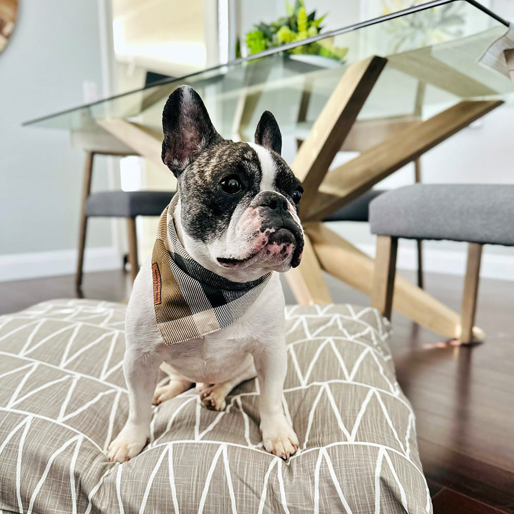 Choosing the Perfect Dog Bed: A Guide to Ensuring Your Furry Friend's Comfort