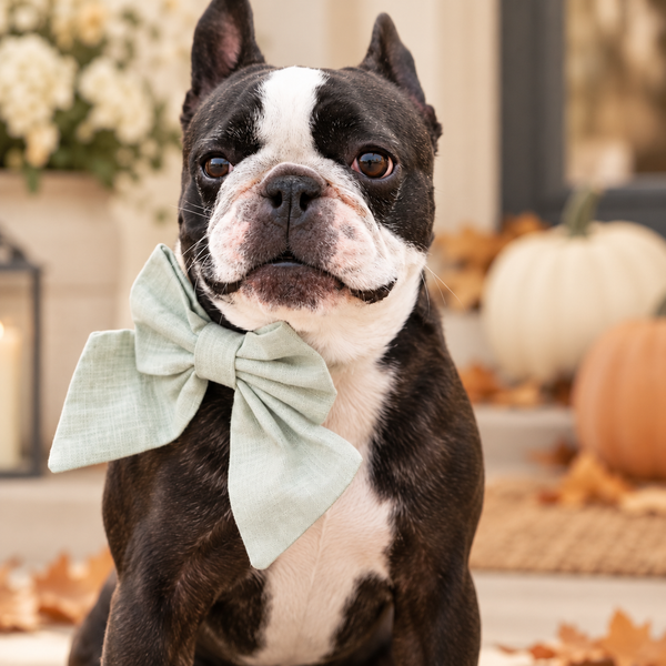 Pastel spring sailor bow for dogs.