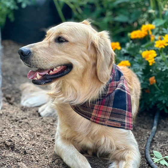 Butterscotch Flannel Dog Bandana Lifestyle Preview Image