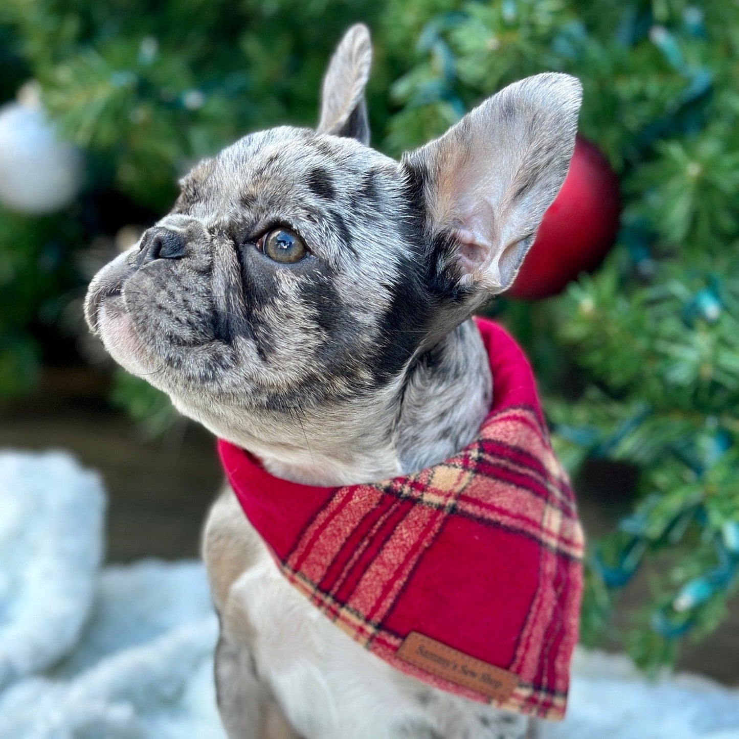 Gold Rush Plaid Dog Bandana