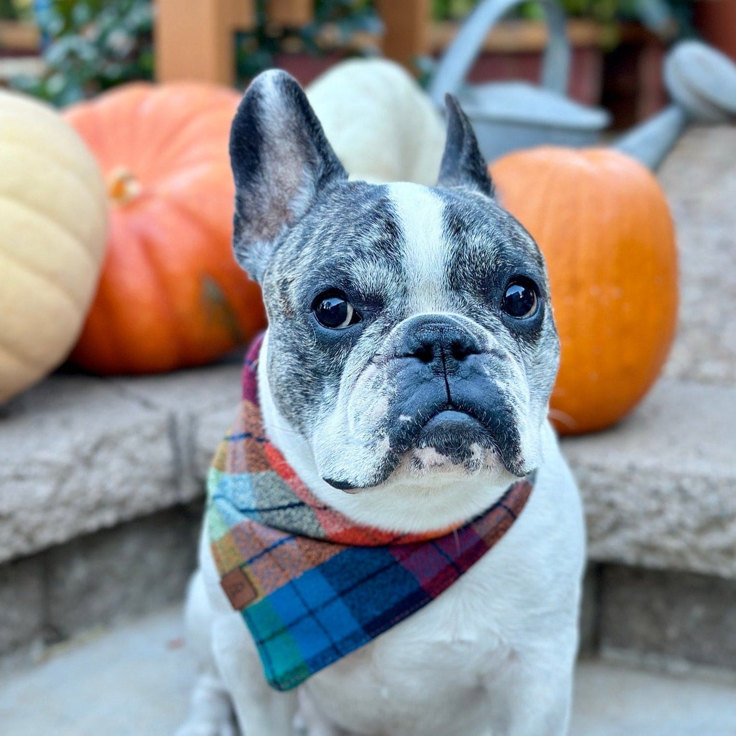 Apple Hill Dog  Bandana