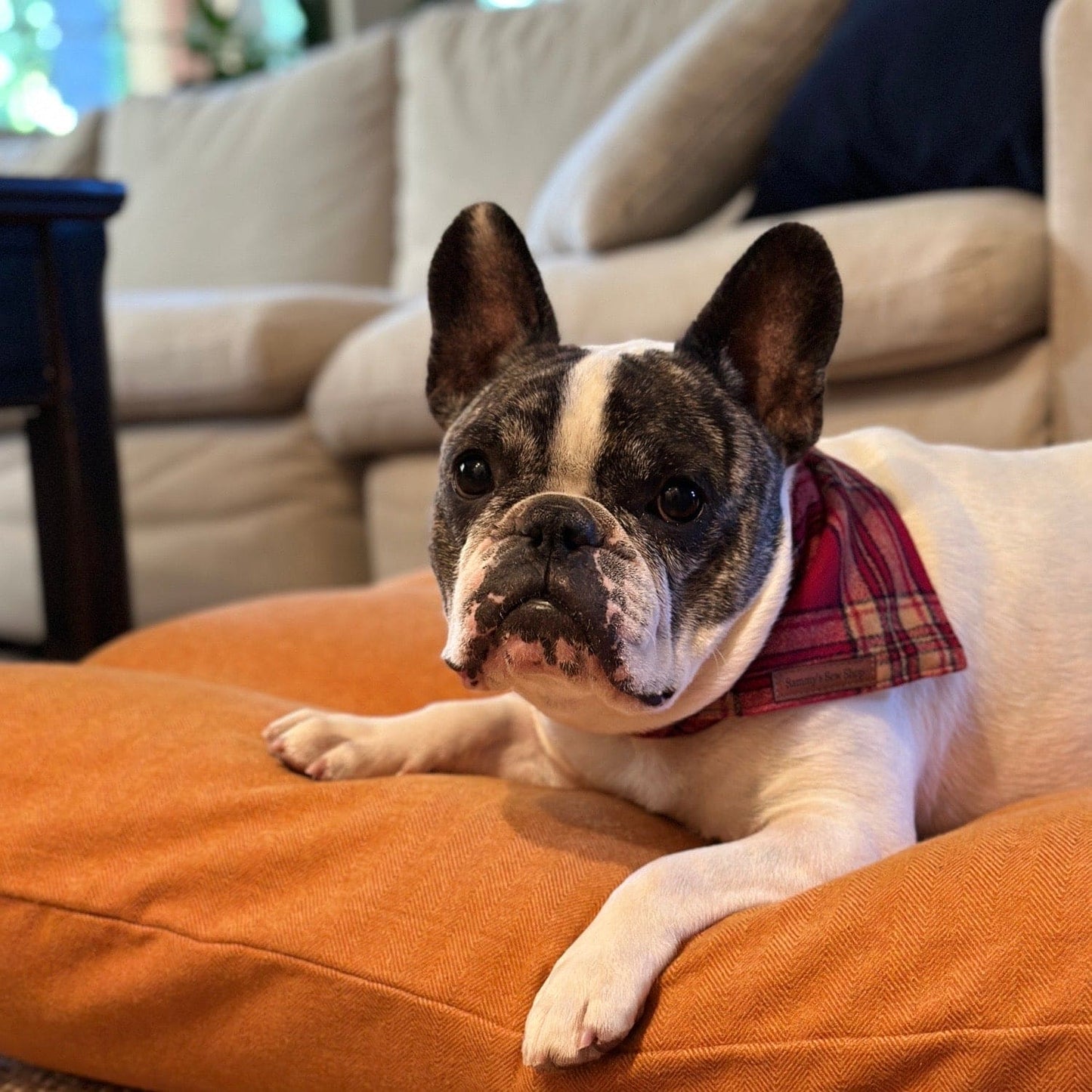 Gold Rush Plaid Dog Bandana