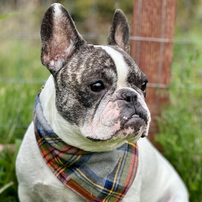 Greyhound Plaid Dog Bandana