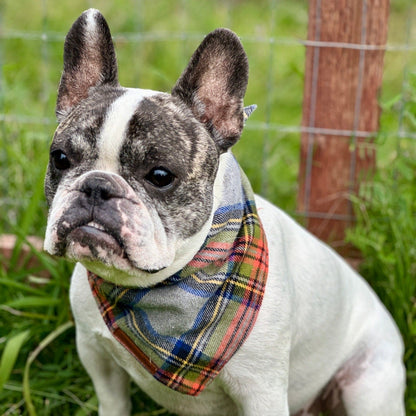 Greyhound Plaid Dog Bandana