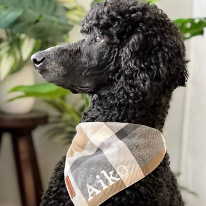 standard black poodle wearing brown and cream fall dog bandana