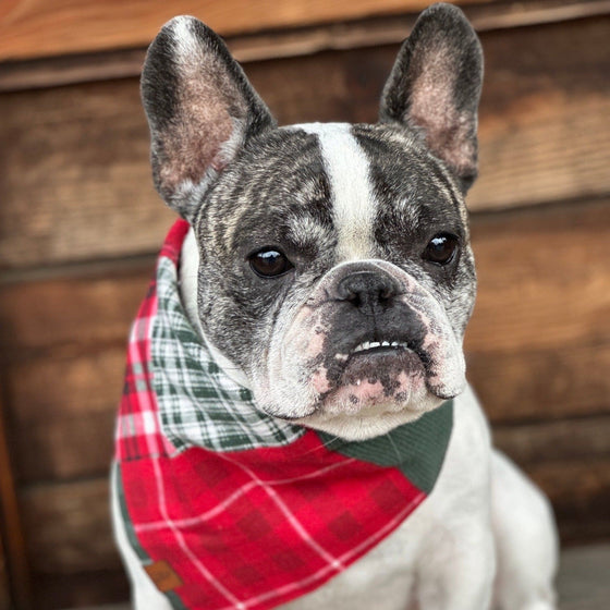 Holiday Madras Flannel Dog Bandana Lifestyle Preview Image