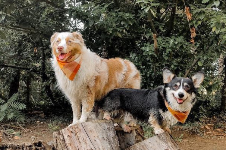 Octo-Paws Dog Bandana – Cuddl