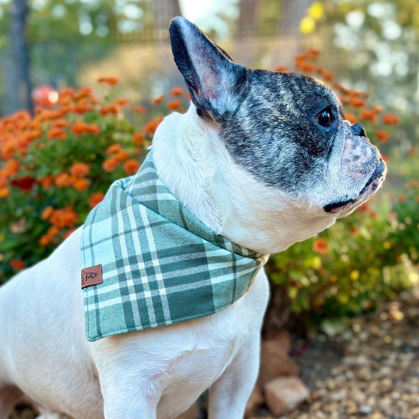 Soft Sage Flannel Dog Bandana