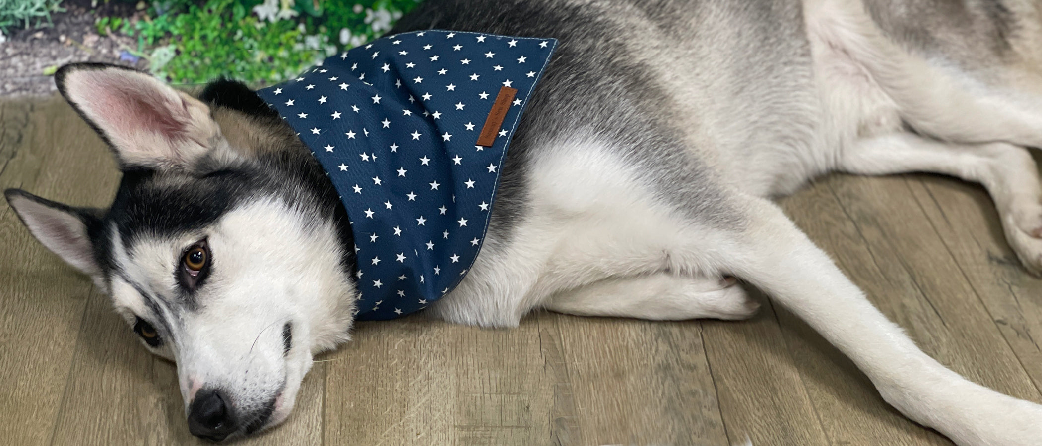 Mini star Dog Bandana