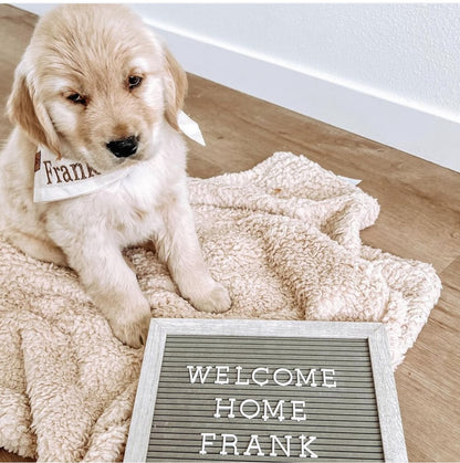 Blue Baby Brother Dog Bandana