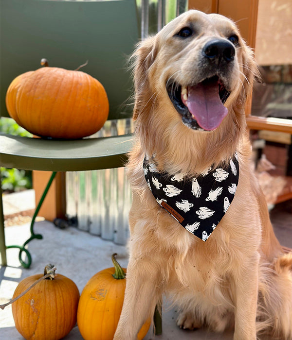 Shop Howl-O-Ween