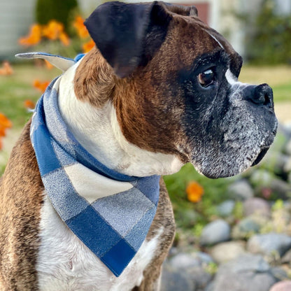 Blue check dog bandana