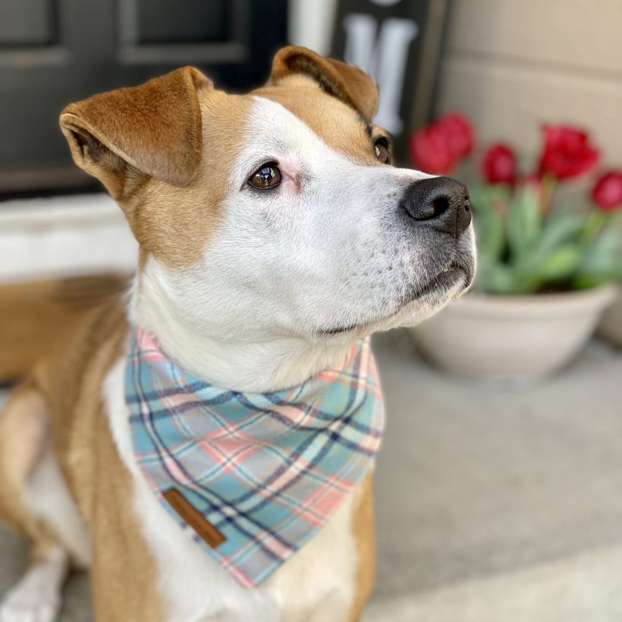 Pink blue check pet bandana