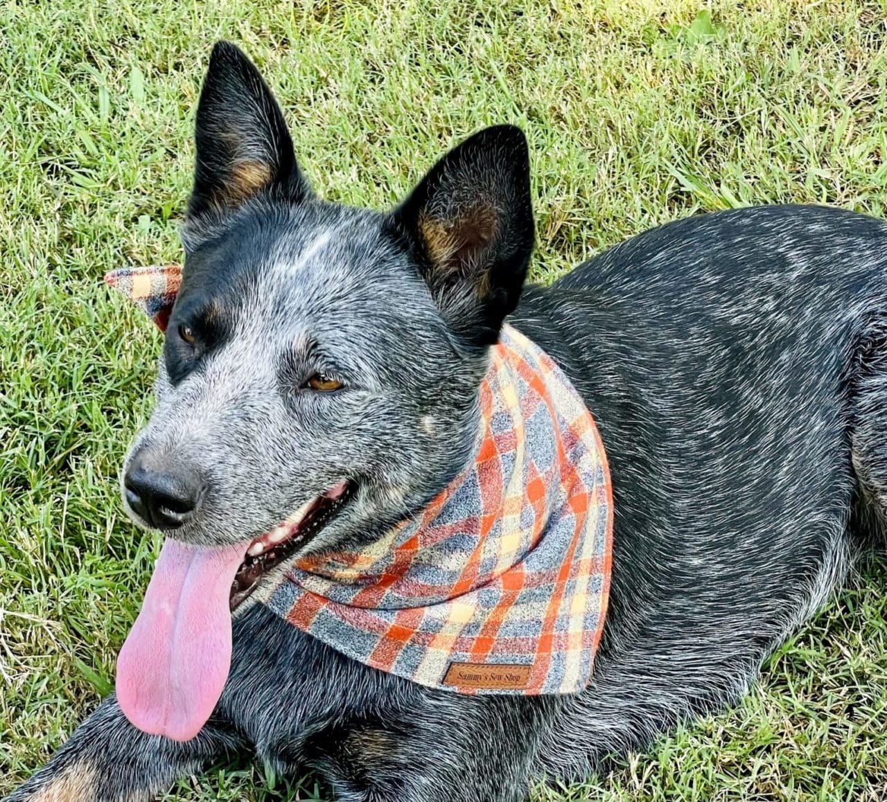 orange pet bandana