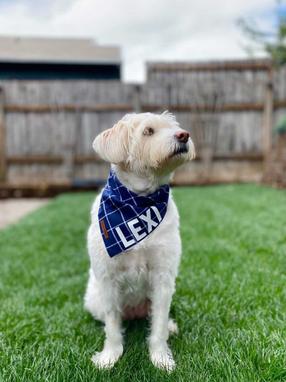 Blue Pet bandana