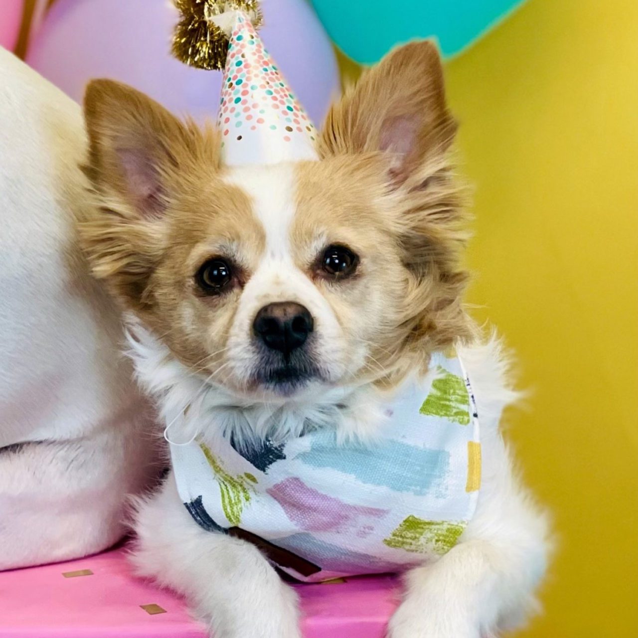 Birthday dog bandana