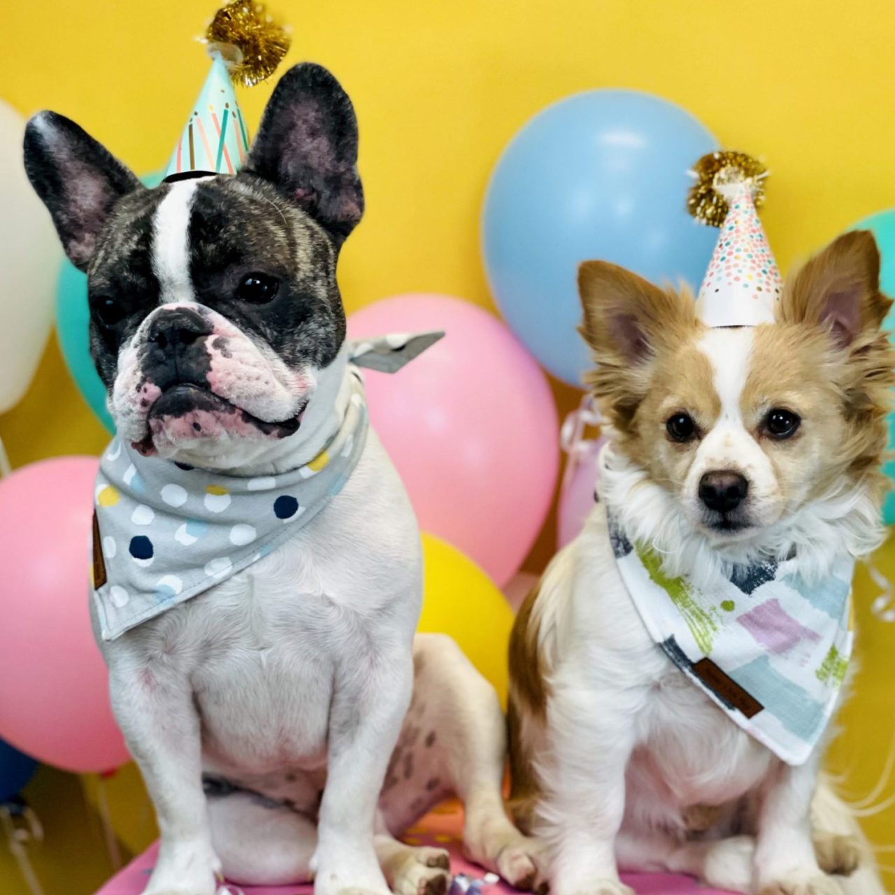 Birthday dog bandana