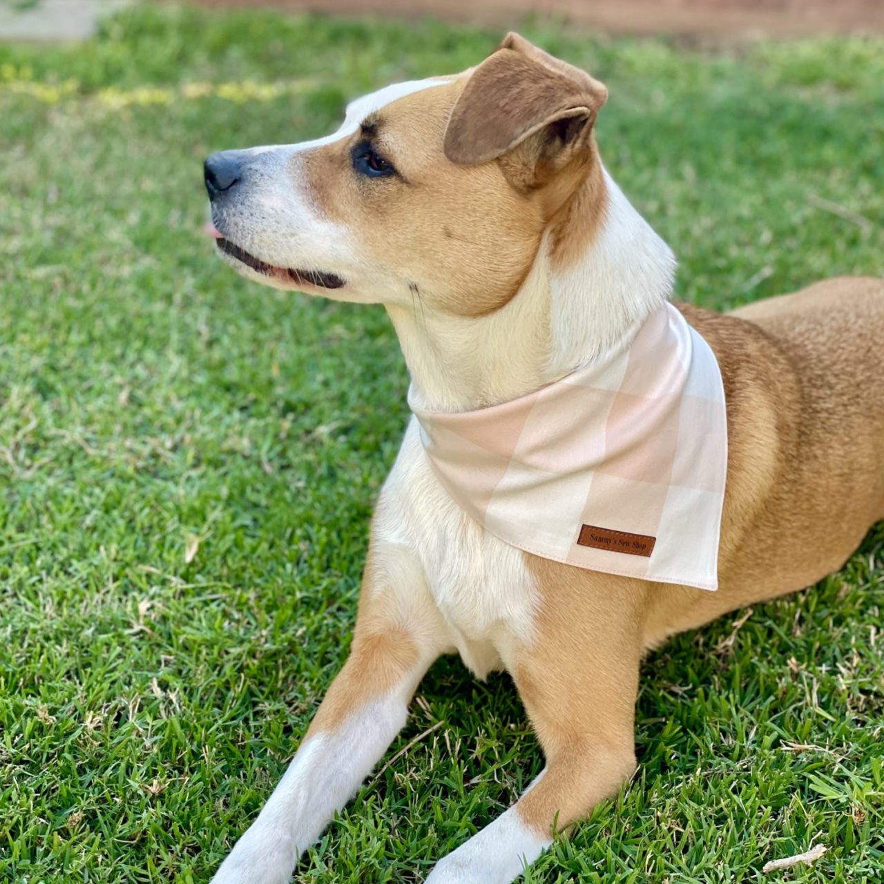 pink pet bandana