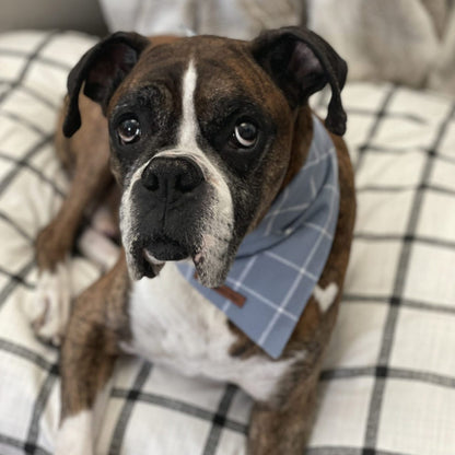 Blue pet bandana