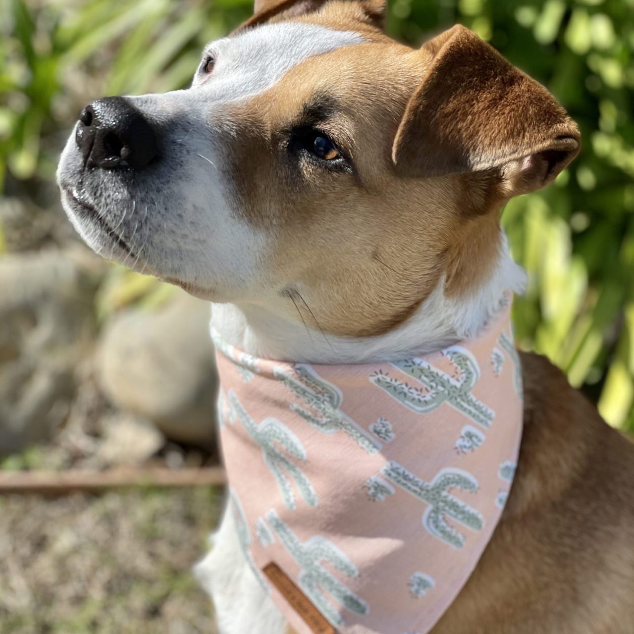 Peach shop dog bandana