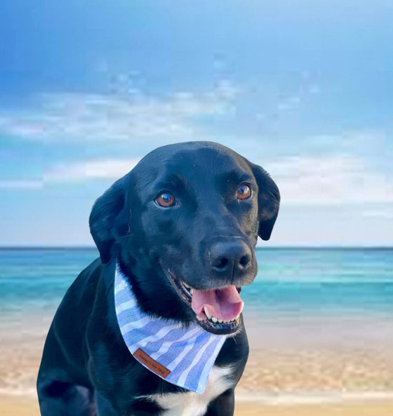 Nantucket Dog Bandana Lifestyle Preview Image