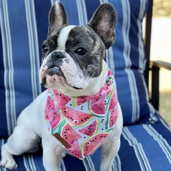 Watermelon Dog bandana